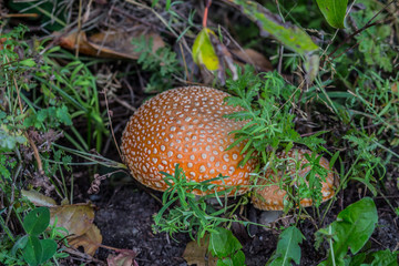 mushroom in the forest