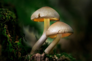 Glowing mushrooms in a dark forest at dusk