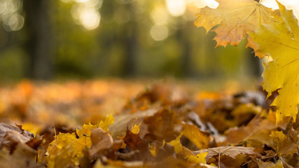 Background of autumn leaves yellow and orange with copy space.