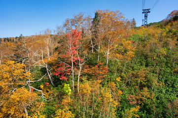 旭岳の紅葉