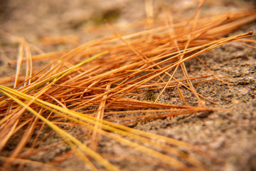 pine needles