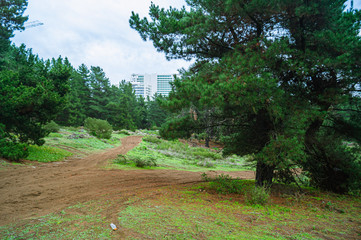 camino de tierra en el bosque