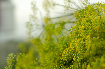Dill flower. Soft selective focus, blur. Close up of fragrant dill fennel , ripe dill head. Dill umbrellas with seeds growing in herb garden.