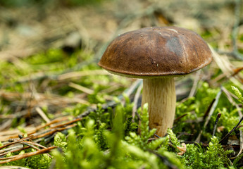podgrzybek w lesie runo © rpetryk