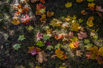 Naklejka na ściany i meble autumn leaves on ground