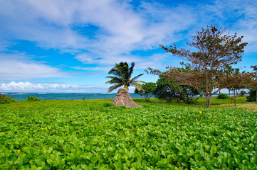 A statue in archaeological Park OUATIBI TIBI in Guadeloupe, Grande-Terre island, french West Indies