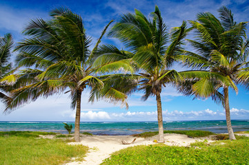 Fototapeta na wymiar Picturesque palm trees on the Alizéz Beach in Le Moule town in Guadeloupe, Grande-Terre island, french West Indies