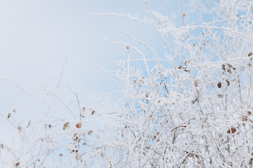 Winter background with snow branches and blue sky. Holiday Christmas greeting card