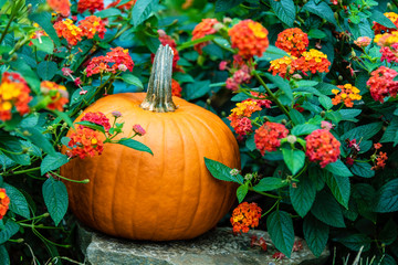 orange pumpkin in garden of orange and yellow autumn flowers