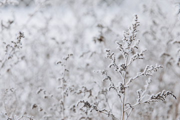 Winter landscape. Frozenned flower with selective focus