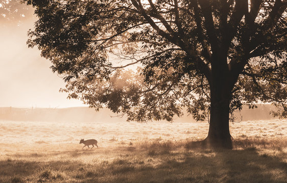 Silhouette of a dear by a tree, Bushy Park, Richmond upon Thames, United Kingdom