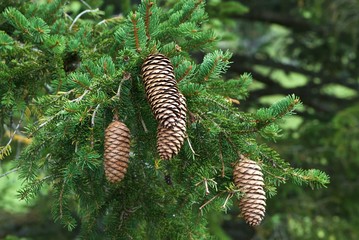 Big braun fir cones on green branch