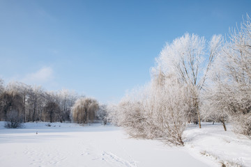 Winter park landscape in frosty and sunny day