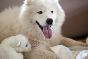 samoyed mom with puppy
