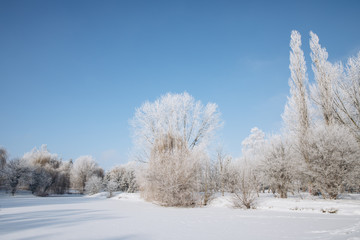 Obraz na płótnie Canvas Winter park landscape in frosty and sunny day