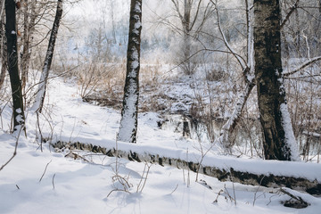 Fototapeta premium Winter landscape with the river and forest in frosty day