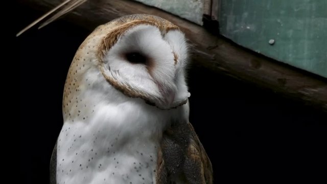 barn owl looking around against wood