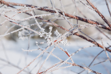 Winter background with snow branches. Holiday Christmas greeting card