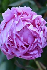 Pink Peony in a Natural, Outdoor Setting Basking in the Nature