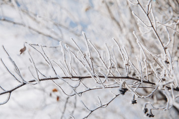 Winter background with snow branches. Holiday Christmas greeting card