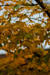 maple leaves in autumn
