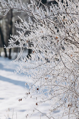 Winter background with snow branches. Holiday Christmas greeting card