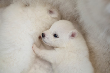 samoyed little puppy