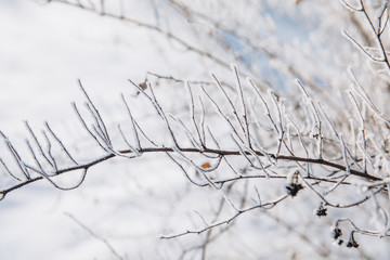 Winter background with snow branches. Holiday Christmas greeting card