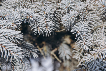 Winter bright background with pine branch in frost. Snow-covered branches.