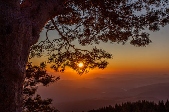 sunset in the forest