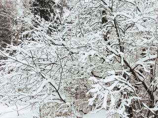 Landscape of winter snowy nature