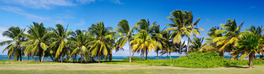 Picturesque palm trees on the Alizéz Beach in Le Moule town in Guadeloupe, Grande-Terre island,...