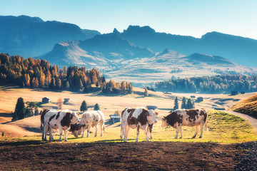 Beautiful cows and calves on the meadow with green grass at sunset in autumn in Alps. Landscape...