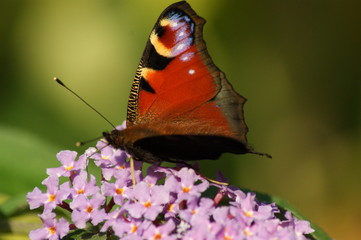 Garden butterfly 
