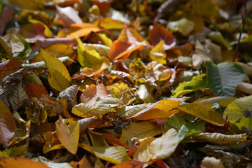 autumn leaves on the ground