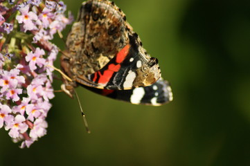 Butterfly in the garden 