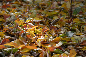 autumn leaves on the ground