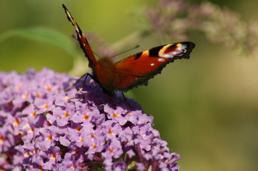 Sommerfulg på blomst