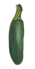 Watercolor zucchini. Composition on a white background, for design decisions on the theme of cooking, preservation, vegetables, salads.