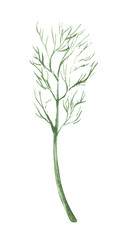 Watercolor sprig of dill. Composition on a white background, for design decisions on the theme of cooking, preservation, vegetables, salads.