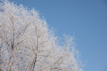 Branches of snowy trees on blue sky background.
