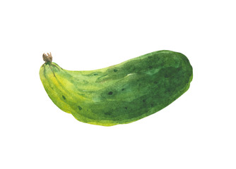 Watercolor cucumber. Composition on a white background, for design decisions on the theme of cooking, preservation, vegetables, salads.