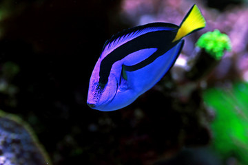 Fototapeta premium Royal blue tang - Paracanthurus hepatus
