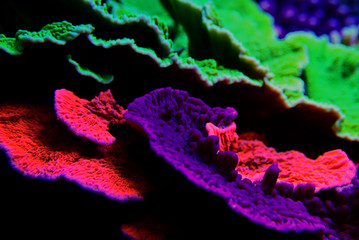 Montipora SPS coral in coral reef aquarium tank