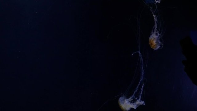 jelly fish bobbing and swimming against deep blue