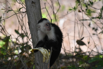 Do not touch my banana
