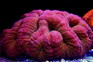 Red Lobophyllia Brain coral - Lobophyllia hemprichii