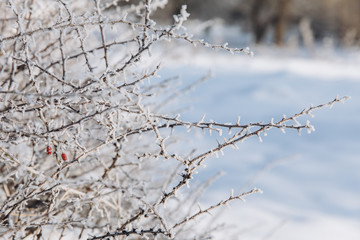 Winter landscape. Frozen berries of red briar