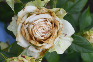 Rose flower affected by fungal infection - botrytis cinereal (gray rot). Petals are covered brown...
