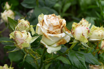 Rose flowers affected by fungal infection - botrytis cinereal (gray rot). Petals are covered brown...